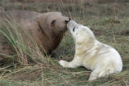 2 Seals together