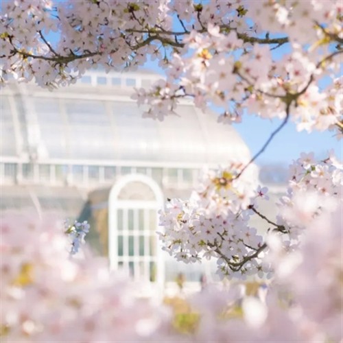 Blossom at Kew 