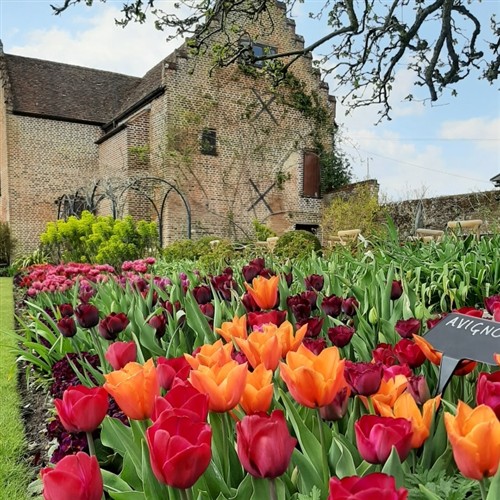 Chenis Tulip Festival