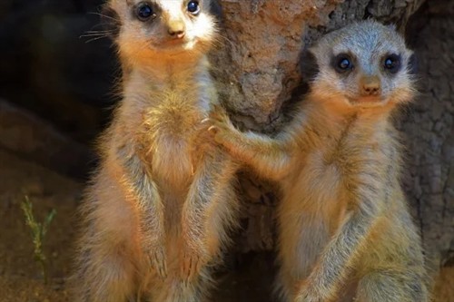a photo of two meerkats stood together at Jimmys Farm 