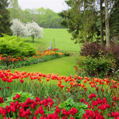 A photo of Pashley Manor Tulips 