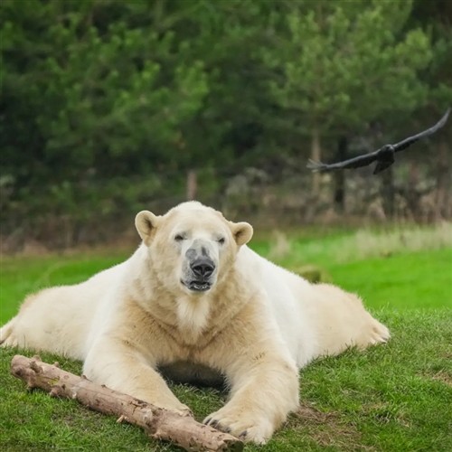 A photo of a polar bear laying on the grass