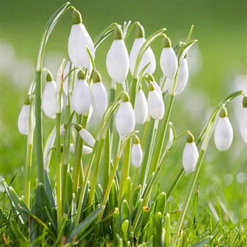 A photo of Snowdrops 
