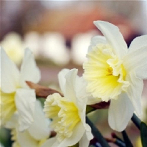 Thriplow Daffodils 